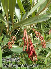 Embothrium coccineum