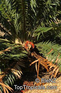 Encephalartos gratus