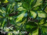 Griselinia sp., New Zealand Privet, Broadleaf, Puka