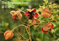 Majidea zanquebarica ( zanguebarica ), Harpullia zanquebarica, Black Pearl, Velvet-seed Tree, Mgambo Tree