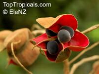 Majidea zanquebarica ( zanguebarica ), Harpullia zanquebarica, Black Pearl, Velvet-seed Tree, Mgambo Tree