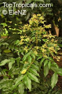 Majidea zanquebarica ( zanguebarica ), Harpullia zanquebarica, Black Pearl, Velvet-seed Tree, Mgambo Tree