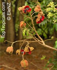 Majidea zanquebarica ( zanguebarica ), Harpullia zanquebarica, Black Pearl, Velvet-seed Tree, Mgambo Tree