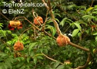 Majidea zanquebarica ( zanguebarica ), Harpullia zanquebarica, Black Pearl, Velvet-seed Tree, Mgambo Tree