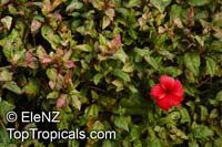 Hibiscus rosa-sinensis variegatus, Variegated Hibiscus