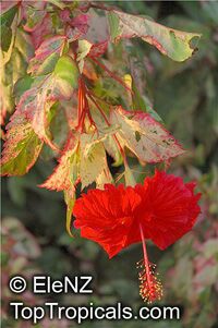 Hibiscus rosa-sinensis variegatus, Variegated Hibiscus