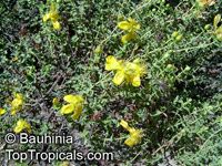 Hypericum sp., St John Wort