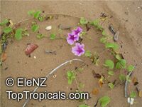 Ipomoea pes caprae, Ipomoea biloba , Beach Morning Glory, Gost Foot Creeper, Railroad Vine