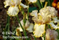 Iris ( Bearded Hybrids ), Bearded Iris Iris ( Bearded Hybrids ), Bearded Iris