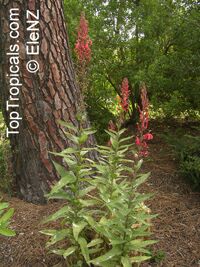 Lobelia tupa, Devil