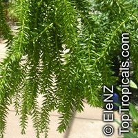 Lycopodium sp.