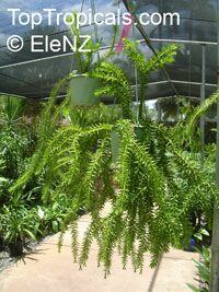 Lycopodium sp.