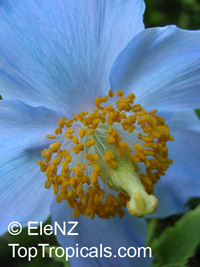 Meconopsis sp., Blue Poppy