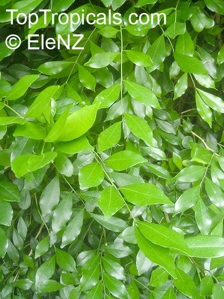http://toptropicals.com/pics/garden/m1/EleNZ2/Murraya_paniculata061el.jpg