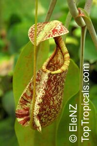 Nepenthes sp.