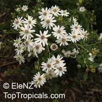 Olearia phlogopappa