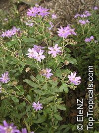Olearia phlogopappa