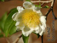 Oncoba spinosa, Snuff-box Tree, Fried Egg Tree