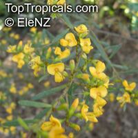 Pultenaea flexilis, Fragrant Pultenaea, Graceful Bush Pea