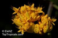 Saraca dives, Saraca chinensis , Sorrowless Tree, Birth Tree of Buddha