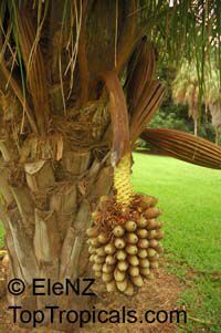 Attalea butyracea, Scheelea cephalotes, Shapaja, American Oil Palm Attalea butyracea, Scheelea cephalotes, Shapaja, American Oil Palm