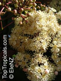 Backhousia citriodora Backhousia citriodora