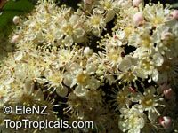 Backhousia citriodora, Lemon Myrtle, Sweet Verbena Tree 