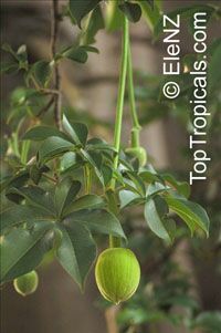 Adansonia digitata, Baobab, Cream of Tartar tree, Monkey-bread tree, Lemonade tree Adansonia digitata, Baobab, Cream of Tartar tree, Monkey-bread tree, Lemonade tree