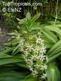 Eucomis sp., Pineapple Lily