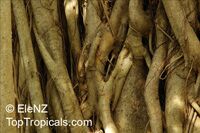 Ficus bengalensis ( benghalensis ), Ficus indica, Banyan Tree