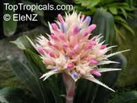 Aechmea sp., Bromeliad

Click to see full-size image