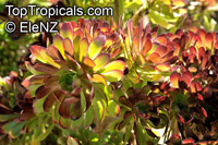 Aeonium sp., Aeonium