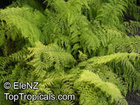 Asplenium bulbiferum, Mother Spleenwort