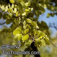 Bauhinia cunninghamii, Lysiphyllum cunninghamii , Jigal Tree, Kimberley Bauhinia