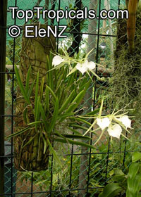 Brassavola nodosa, Lady of the Night