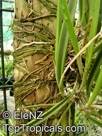 Brassavola nodosa, Lady of the Night