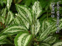 Calathea sp., Calathea