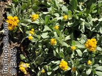 Chrysocephalum apiculatum, Yellow Buttons