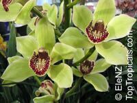 Cymbidium sp., Cymbidium, Large-flowered Hybrids