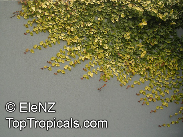 http://toptropicals.com/pics/garden/m1/EleNZ3/Ficus_pumila024el.jpg