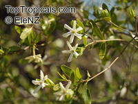 Gardenia jabiluka, Gardenia