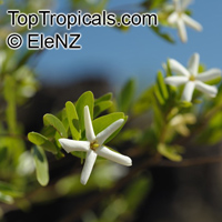 Gardenia jabiluka, Gardenia