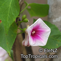 Ipomoea abrupta, Convolvulus abruptus, Bush Potato, Bush Yam