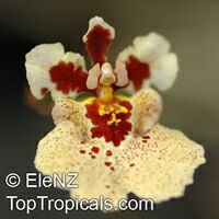 Oncidium sp.