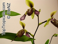 Paphiopedilum sp., Paphiopedilum Orchid, Slipper Orchid