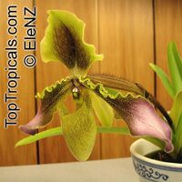 Paphiopedilum sp. Paphiopedilum sp.