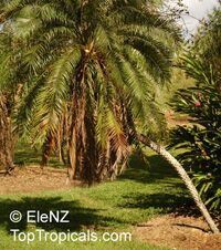 Phoenix roebelenii, Pigmy Date Palm