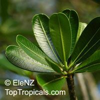 Plumeria cubanensis, Plumeria 