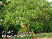 Plumeria stenophylla, Plumeria stenofilla, Frangipani