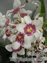 Sarcochilus sp., Sarcochilus